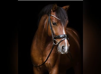 German Riding Pony, Gelding, 8 years, 14.1 hh, Brown