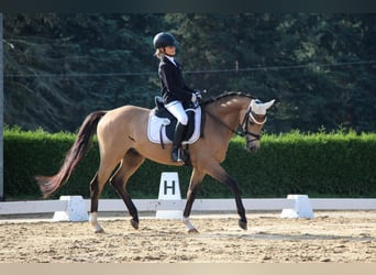 German Riding Pony, Gelding, 8 years, 14.1 hh, Buckskin