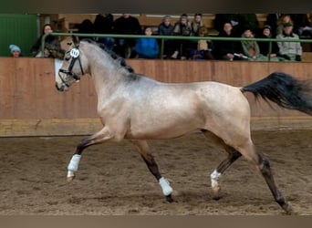 German Riding Pony, Gelding, 8 years, 14.1 hh, Buckskin