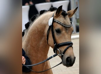 German Riding Pony, Gelding, 8 years, 14.1 hh, Buckskin