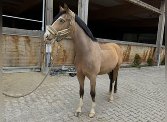 German Riding Pony, Gelding, 8 years, 14.1 hh, Buckskin