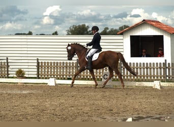 German Riding Pony, Gelding, 8 years, 14.1 hh, Chestnut