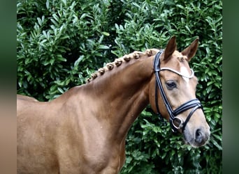 German Riding Pony, Gelding, 8 years, 14.1 hh, Chestnut-Red
