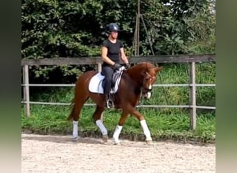 German Riding Pony, Gelding, 8 years, 14.1 hh, Chestnut-Red