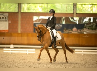 German Riding Pony, Gelding, 8 years, 14.1 hh, Chestnut-Red