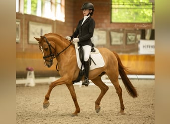 German Riding Pony, Gelding, 8 years, 14.1 hh, Chestnut-Red