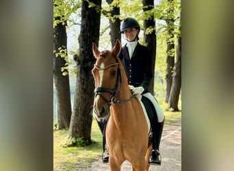 German Riding Pony, Gelding, 8 years, 14.1 hh, Chestnut-Red
