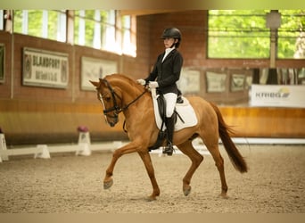 German Riding Pony, Gelding, 8 years, 14.1 hh, Chestnut-Red