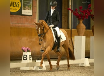 German Riding Pony, Gelding, 8 years, 14.1 hh, Chestnut-Red
