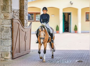 German Riding Pony, Gelding, 8 years, 14.1 hh, Dun