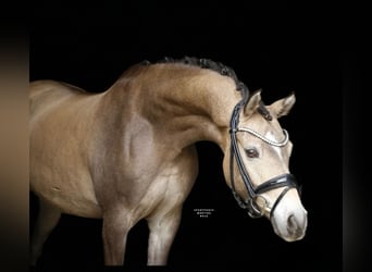 German Riding Pony, Gelding, 8 years, 14.1 hh, Dun