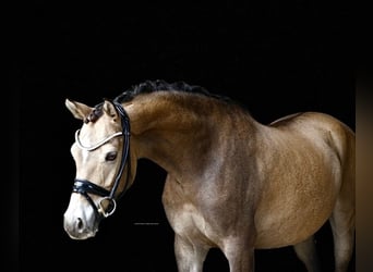 German Riding Pony, Gelding, 8 years, 14.1 hh, Dun