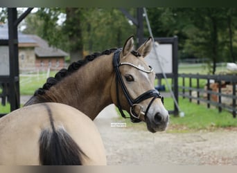 German Riding Pony, Gelding, 8 years, 14.1 hh, Dun