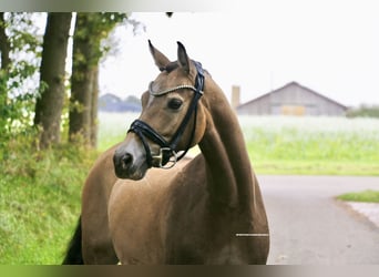 German Riding Pony, Gelding, 8 years, 14.1 hh, Dun