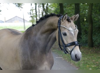 German Riding Pony, Gelding, 8 years, 14.1 hh, Dun