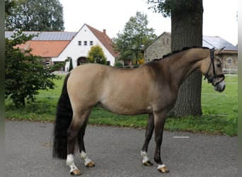 German Riding Pony, Gelding, 8 years, 14.1 hh, Dun