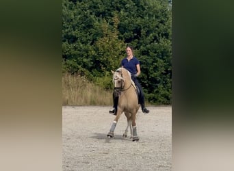 German Riding Pony, Gelding, 8 years, 14.1 hh, Dunalino