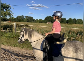 German Riding Pony Mix, Gelding, 8 years, 14.1 hh, Grey-Dapple