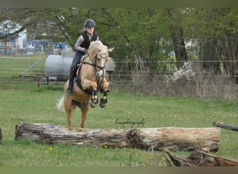 German Riding Pony, Gelding, 8 years, 14,1 hh, Palomino