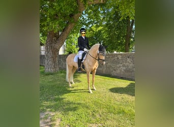 German Riding Pony, Gelding, 8 years, 14.1 hh, Palomino