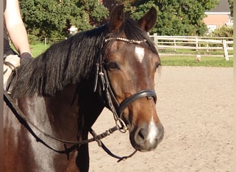 German Riding Pony, Gelding, 8 years, 14.1 hh, Smoky-Black