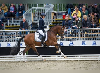 German Riding Pony, Gelding, 8 years, 14.2 hh, Brown
