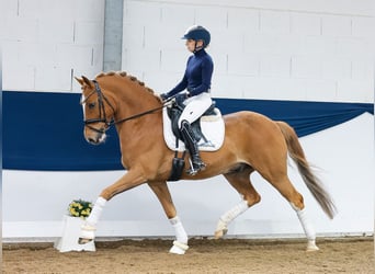 German Riding Pony, Gelding, 8 years, 14.2 hh, Chestnut-Red