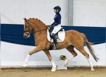 German Riding Pony, Gelding, 8 years, 14.2 hh, Chestnut-Red