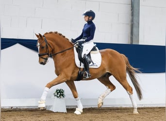 German Riding Pony, Gelding, 8 years, 14.2 hh, Chestnut-Red