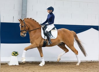 German Riding Pony, Gelding, 8 years, 14.2 hh, Chestnut-Red