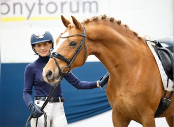 German Riding Pony, Gelding, 8 years, 14.2 hh, Chestnut-Red