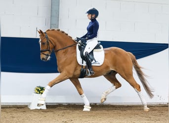 German Riding Pony, Gelding, 8 years, 14.2 hh, Chestnut-Red