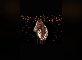 German Riding Pony, Gelding, 8 years, 14.2 hh, Chestnut-Red