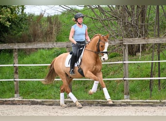 German Riding Pony, Gelding, 8 years, 14.2 hh, Chestnut-Red