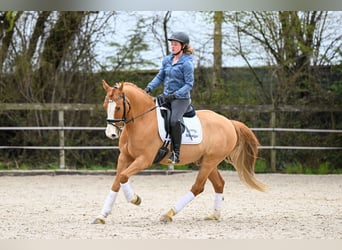 German Riding Pony, Gelding, 8 years, 14.2 hh, Chestnut-Red