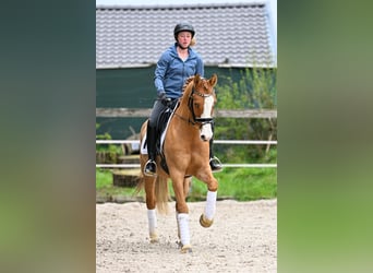 German Riding Pony, Gelding, 8 years, 14.2 hh, Chestnut-Red