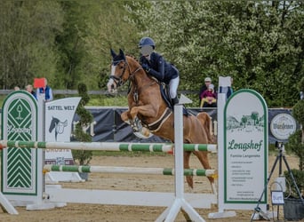 German Riding Pony, Gelding, 8 years, 14.2 hh, Chestnut-Red
