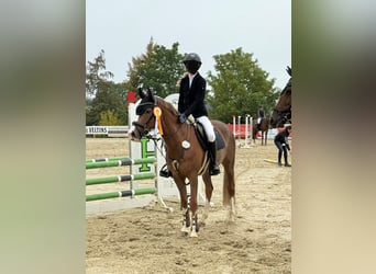 German Riding Pony, Gelding, 8 years, 14.2 hh, Chestnut-Red