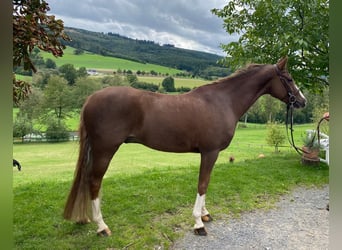 German Riding Pony, Gelding, 8 years, 14.2 hh, Chestnut-Red