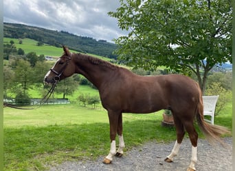German Riding Pony, Gelding, 8 years, 14.2 hh, Chestnut-Red