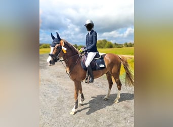 German Riding Pony, Gelding, 8 years, 14.2 hh, Chestnut-Red