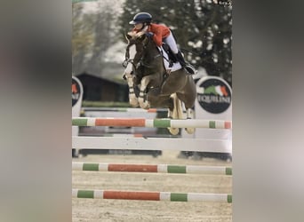 German Riding Pony, Gelding, 8 years, 14.2 hh, Chestnut
