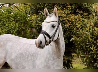 German Riding Pony, Gelding, 8 years, 14.2 hh, Grey