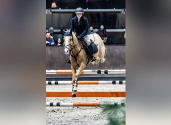 German Riding Pony, Gelding, 8 years, 14.2 hh, Palomino