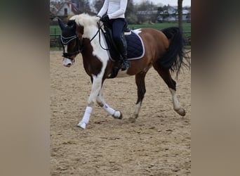 German Riding Pony, Gelding, 8 years, 14.2 hh, Pinto