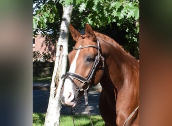 German Riding Pony, Gelding, 8 years, 14.3 hh, Chestnut-Red