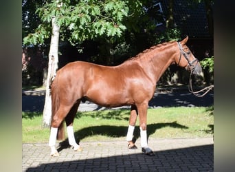 German Riding Pony, Gelding, 8 years, 14.3 hh, Chestnut-Red