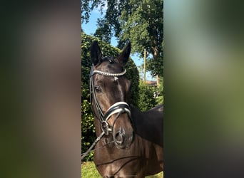 German Riding Pony, Gelding, 8 years, 14 hh, Bay-Dark