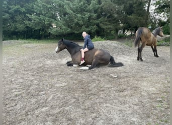 German Riding Pony, Gelding, 8 years, 14 hh, Bay-Dark