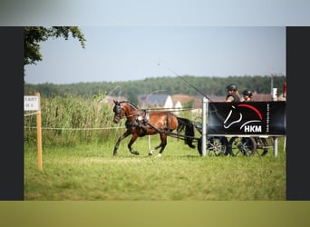 Deutsches Reitpony, Wallach, 8 Jahre, 14 hh, Brauner